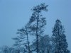 trees in the back yard March 500.jpg