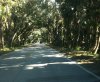 tree tunnel.jpg