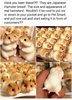 hamster-bread-petco-64445.jpeg