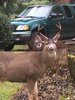 deer in yard.jpg