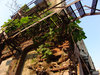 Tree growing up side of building_ _ This old building is ___.jpg