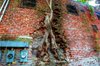 treet growing out of building - Daily Picks and Flicks.jpg