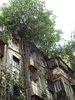 Peepal Tree Building _ Rishi.jpg