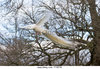 Bird Peacock Flying Stock Photos _ Bird Peacock Flying ___.jpg