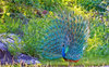 Beautiful Dancing Peacock HD Wallpapers _ Birds Wallpapers ___.jpg