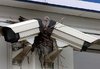 Birds nesting in unusual places - Telegraph.jpg