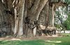 The strangest trees in the world.jpg