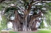 10 Of The Strangest Trees Around The World.jpg