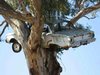 Falcon Nesting in Tree_ _ BIRDS in BACKYARDS.jpg