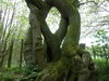 Unusual tree formation on the northern___ © Dave Spicer ___.jpg