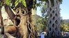 Top 10 Strangest Trees Around The World __ Pastimers - YouTube.jpg