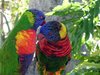 Birds Walpaper reviews_ Very beautiful birds.jpg