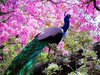 Most Beautiful Peacock HD Wallpapers _ Full HD 1080p _ HD ___.jpg