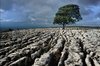 A lonely tree in the mountain _ Stock Photo _ Colourbox.jpg