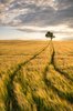 Lonely Tree in Corn Field - Andreas Wonisch Toile(1).jpg