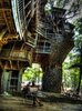 The Minister’s Tree House – The Largest Tree House in the ___.jpg