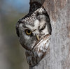 Owls _ Finnature - Bird Photography, Birdwatching Tours ___.jpg