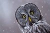 Owl _ Edmonton Wildlife.jpg