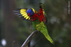 Rainbow Lorikeet Flying.jpg