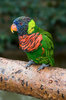 Lory and Lorikeet _ San Diego Zoo Animals _ Plants.jpg