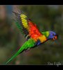 Rainbow Lorikeet in flight_ Got to feed these birds and ___.jpg