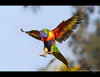 Rainbow Lorikeet flying _ Rainbow Lorikeet in flight ___.jpg