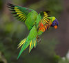 Rainbow Lorikeet « Australian Animals.jpg