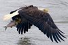 Bald Eagles Are Back In A Big Way — And The Talons Are Out ___.jpg