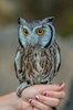 Best 25+ Owls ideas on Pinterest _ Pics of owls, Beautiful ___.jpg