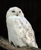 Snowy owl - Wikipedia.jpg