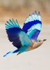 Pretty Bird Wings _ www_pixshark_com - Images Galleries ___.jpg