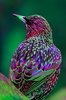 Best 25+ Pretty birds ideas on Pinterest _ Exotic birds ___.jpg