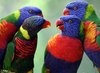 Beautiful Colorful Rainbow Lorikeet Family Bird Image ___.jpg