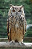 Horned owl - Wikipedia.jpg