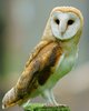 Barn owl - Wikipedia.jpg