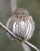 Ranking The 8 Most Adorable Species Of Owl _ TheSlicedPan.jpg