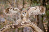 Spotted Owl _ Audubon Field Guide.jpg