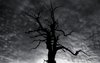 tombstone dark halloween trees forest woods night scary ___.jpg