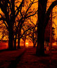 Creepy Trees by x49411 on DeviantArt.jpg