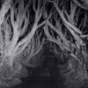 Scary! _ Trees 4 _ Pinterest.jpg