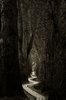 Path into the dark woods.jpg