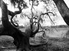 Another Creepy Tree by mollykubes539 on DeviantArt.jpg