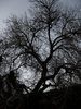 creepy tree by brittany-b on deviantART.jpg