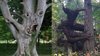 CREEPIEST Trees in the World - YouTube.jpg