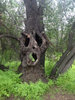 Creepy Trees _ Scary Pictures _ Scary Website.jpg