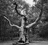 Panoramio - Photo of scary at night! dead tree at thorndon ___.jpg