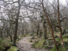 risanceco_ creepy trees at night(1).jpg