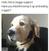 these-memes-will-be-a-real-treat-for-dog-owner-13.jpg