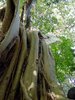 Alamos Trees_ Ficus petiolaris.jpg