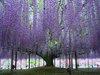 15 Chinese Wisteria -PURPLE WISTERIA SINENSIS- FANTASTIC ___.jpg